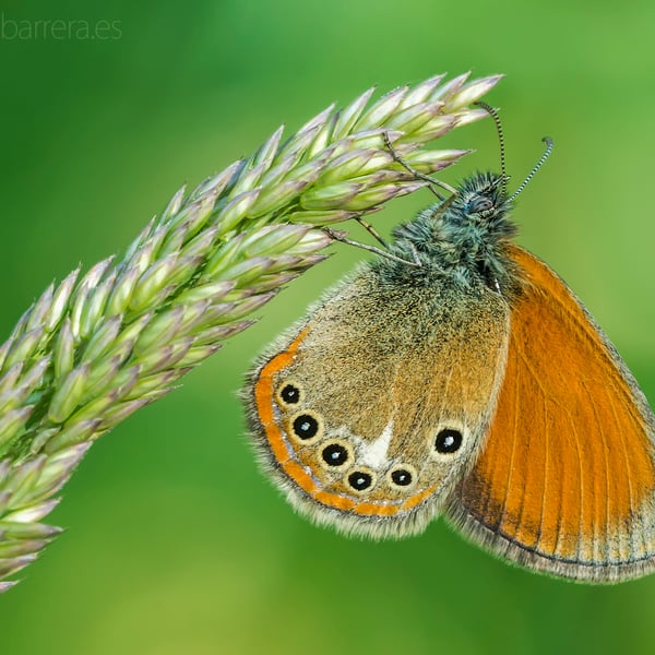 Coenonympha glycerion