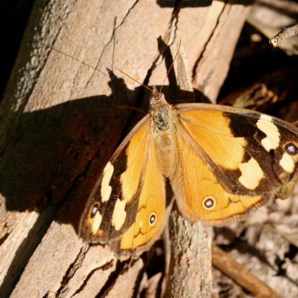 Heteronympha merope