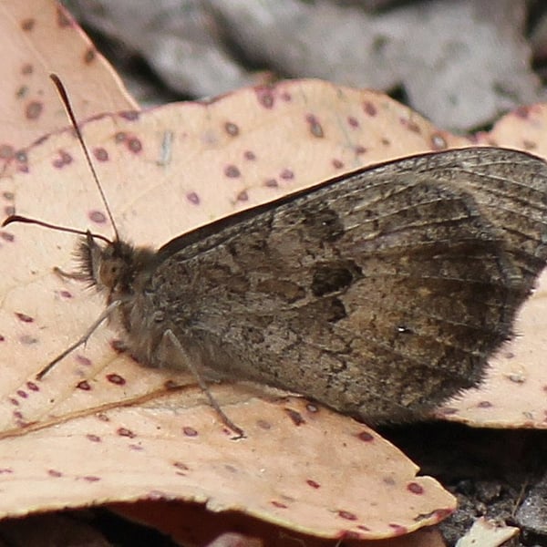 Geitoneura klugii