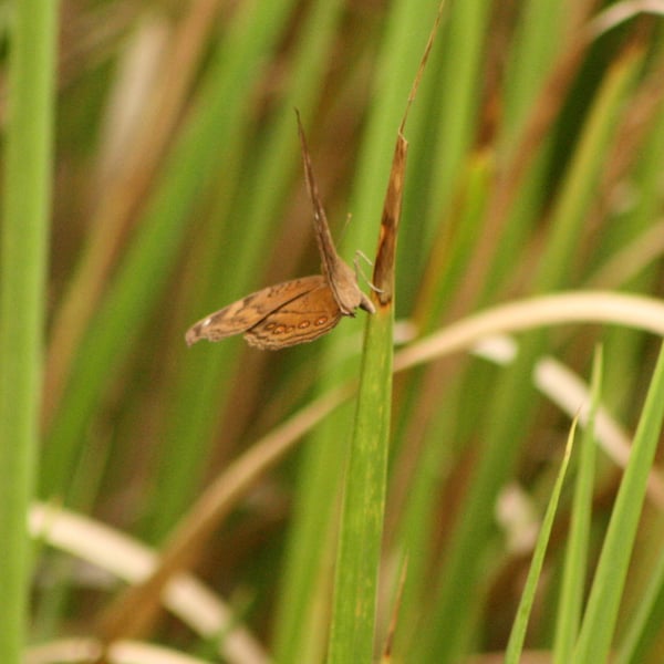 Geitoneura acantha