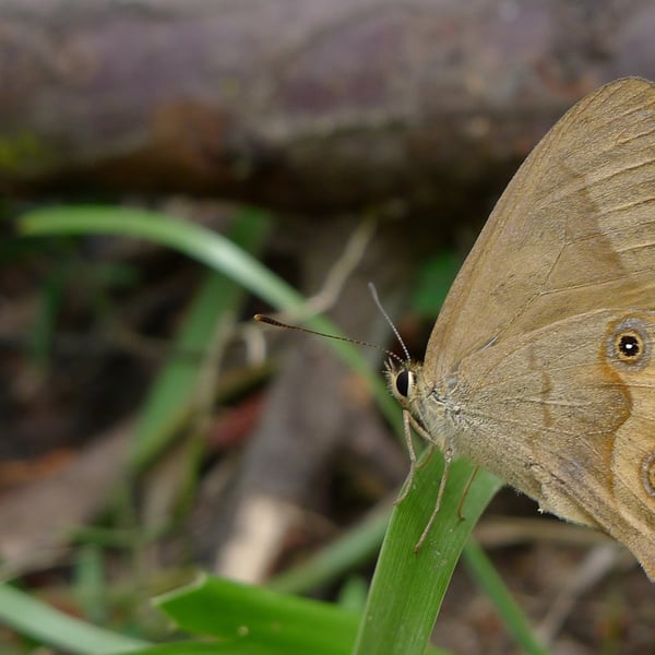 Hypocysta metirius