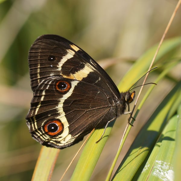 Tisiphone abeona