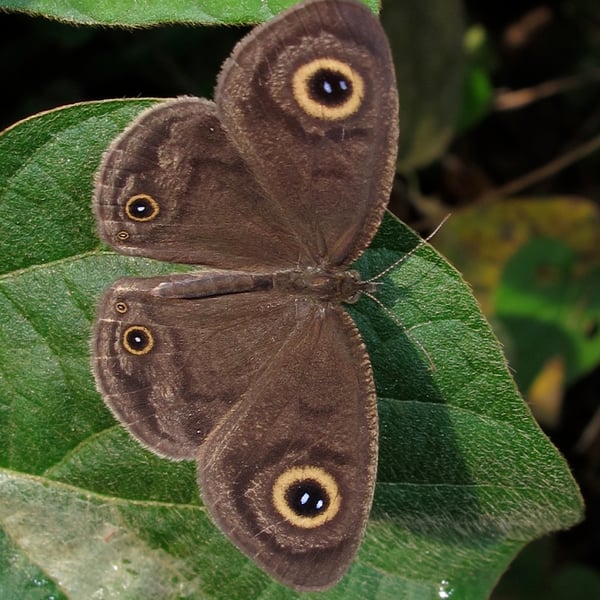 Ypthima