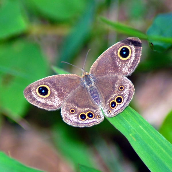 Ypthima baldus