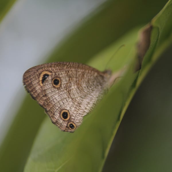 Ypthima pandocus