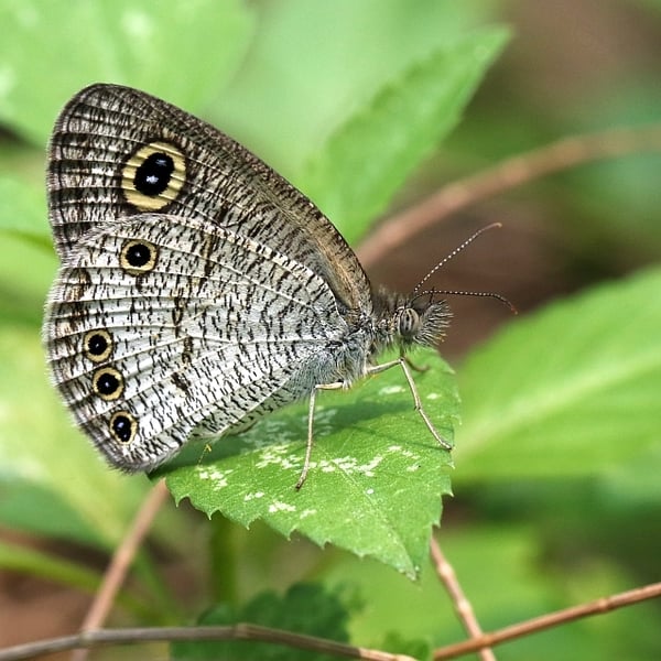 Ypthima huebneri