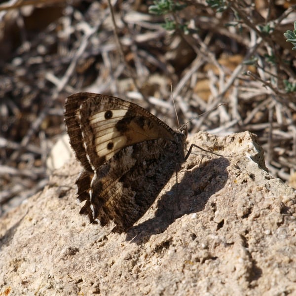 Hipparchia semele