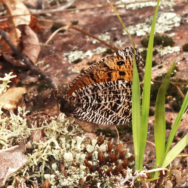 Oeneis chryxus