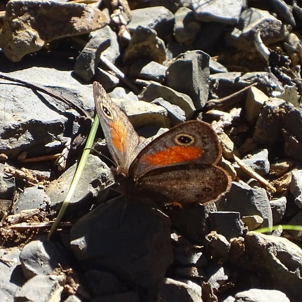 Cassionympha cassius