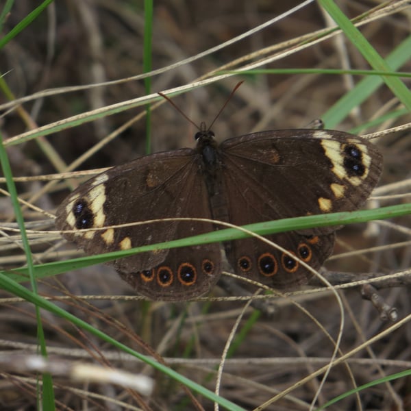 Dira clytus