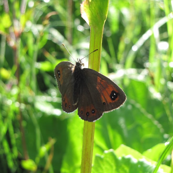 Erebia