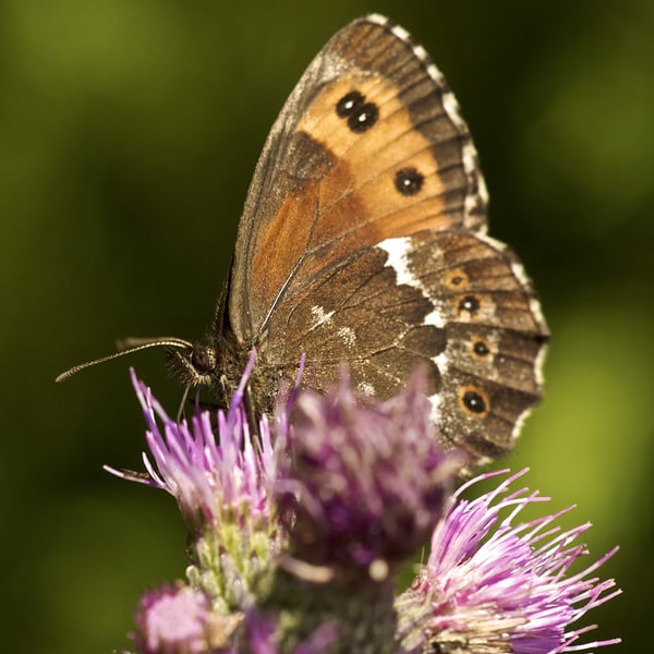 Erebia ligea
