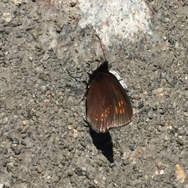 Erebia alberganus