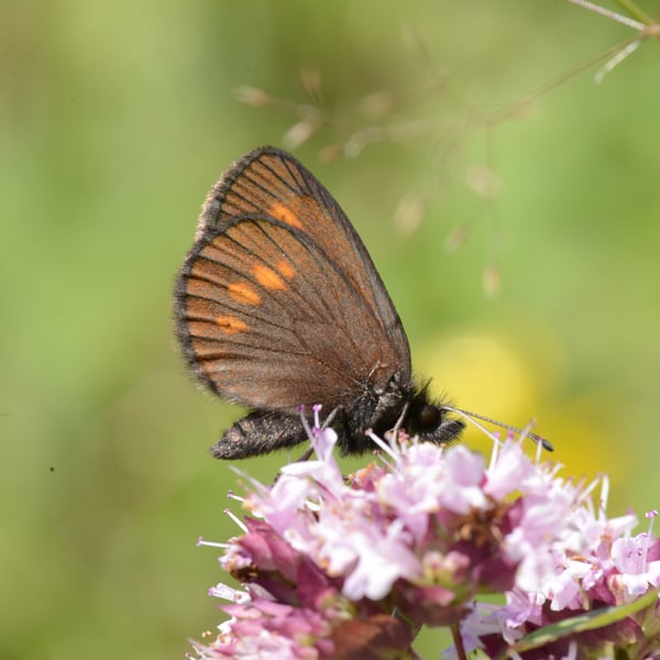 Erebia melampus