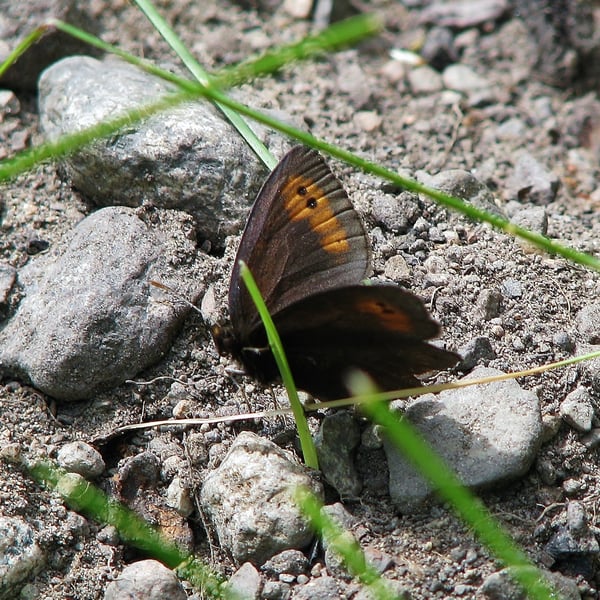 Erebia epipsodea