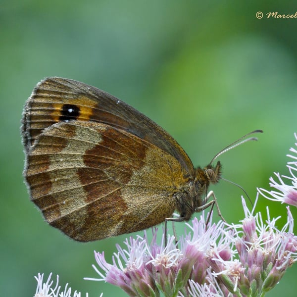 Erebia aethiops