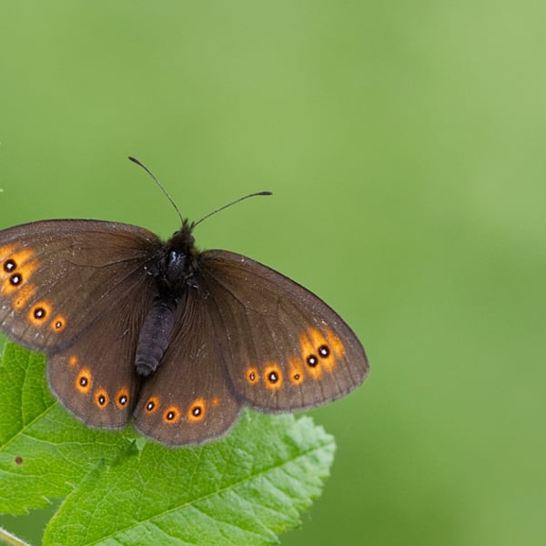 Erebia medusa