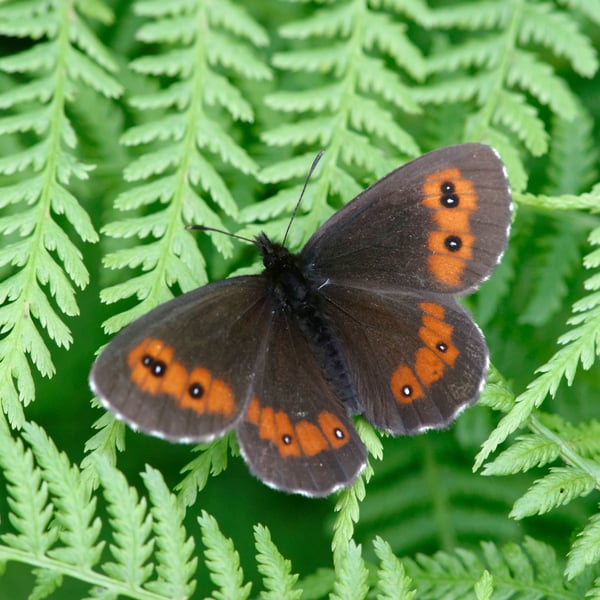 Erebia euryale