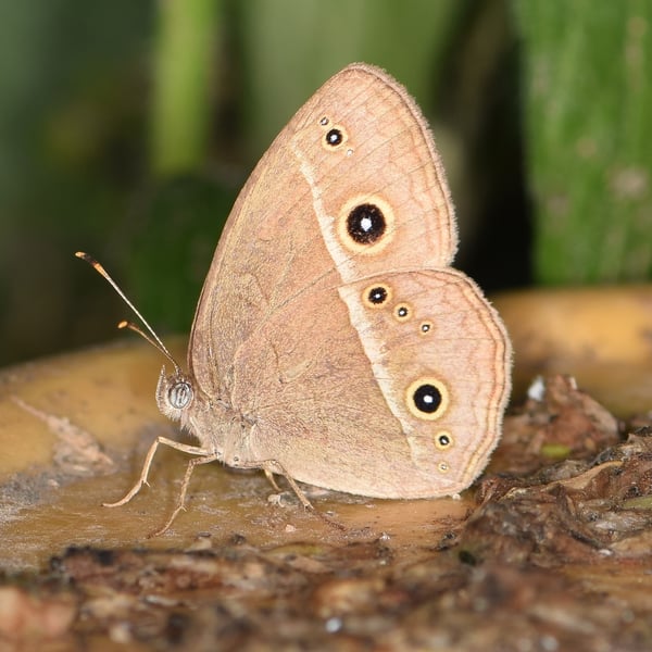 Mycalesis