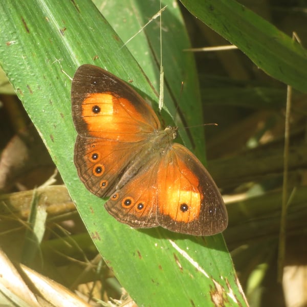 Mycalesis terminus