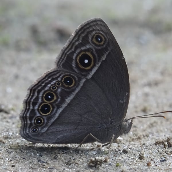 Mycalesis mineus