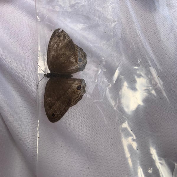 Mycalesis perseus