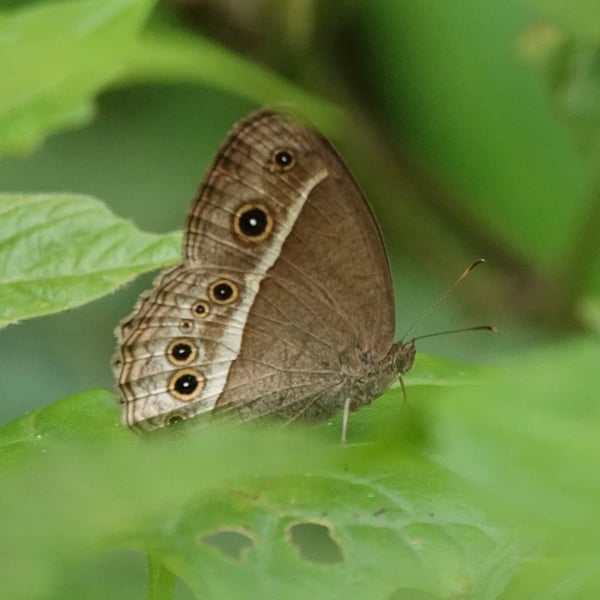 Mycalesis visala