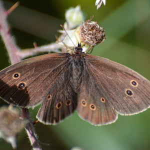 Insects Id: Ringlet (Aphantopus hyperantus)