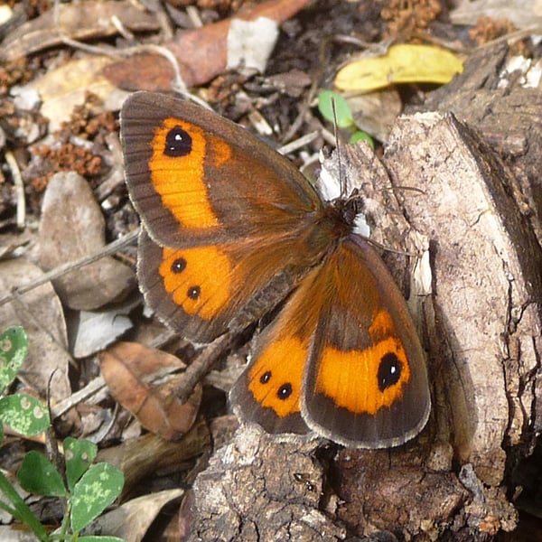 Pyronia bathseba