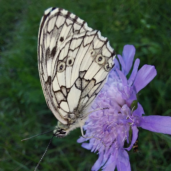 Melanargia