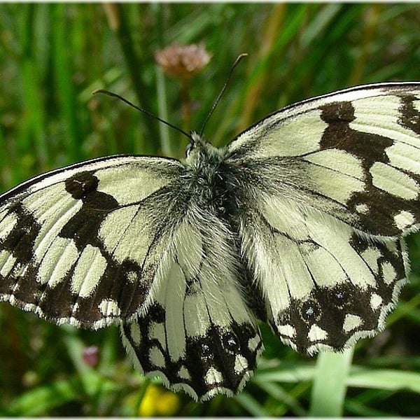 Melanargia lachesis