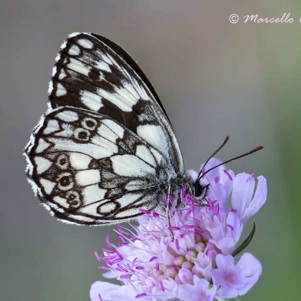 Melanargia galathea