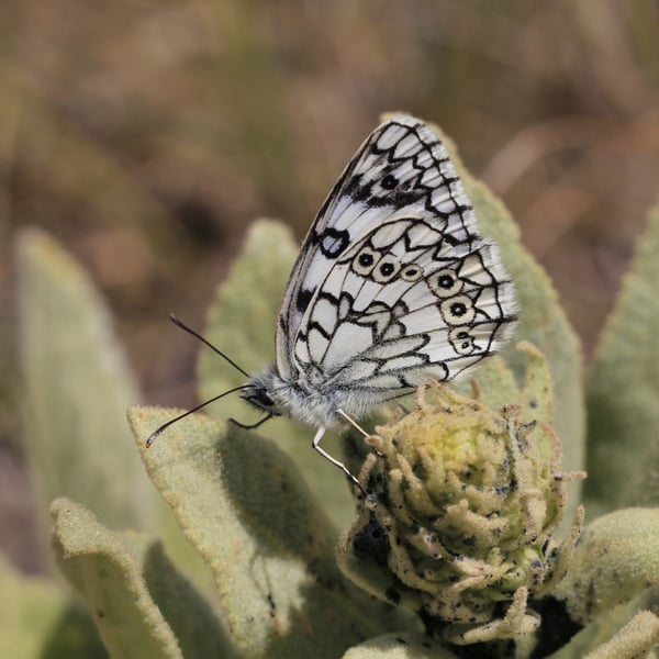 Melanargia russiae