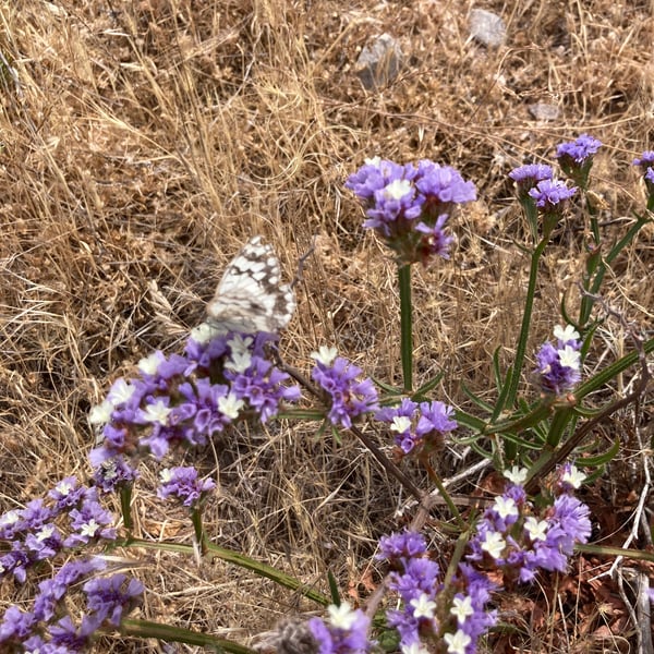 Melanargia larissa