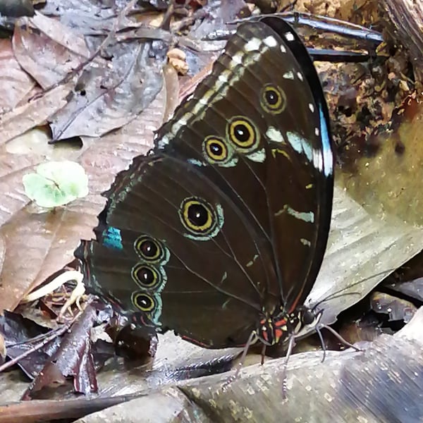 Morpho