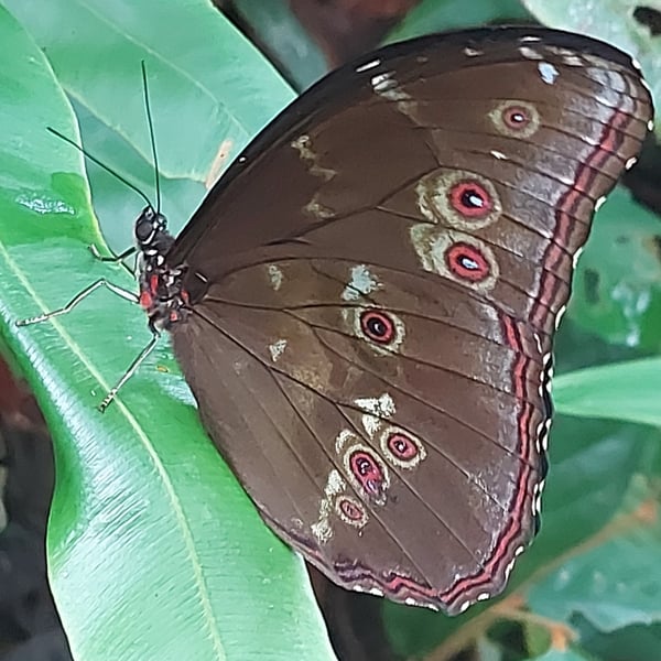 Morpho menelaus