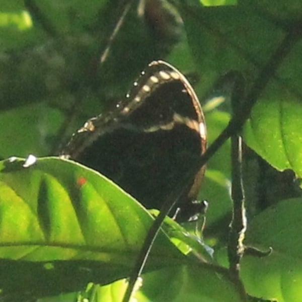 Morpho helenor