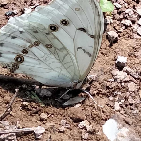 Morpho polyphemus