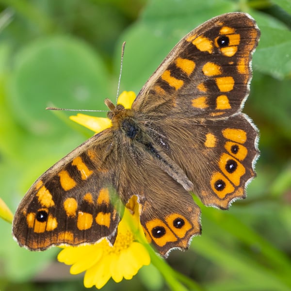 Pararge aegeria