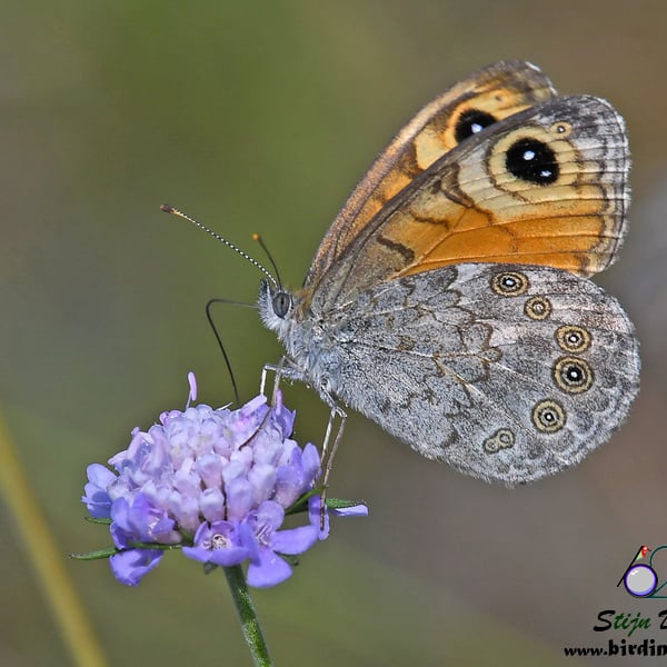 Lasiommata maera