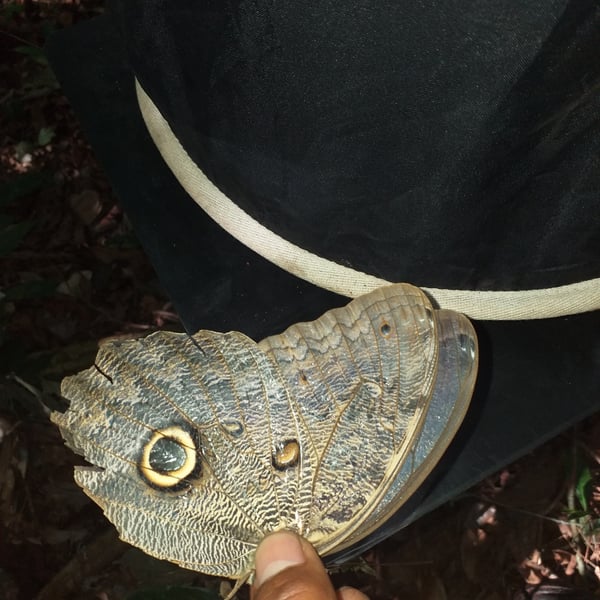 Caligo