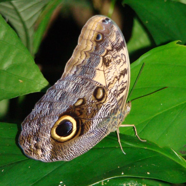 Caligo telamonius