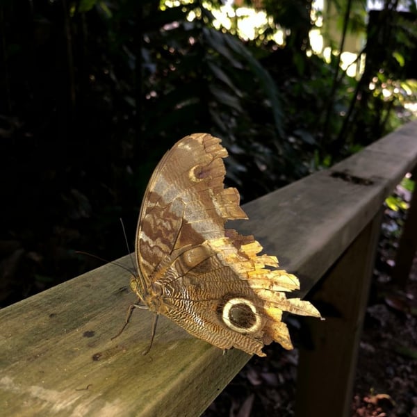 Caligo uranus