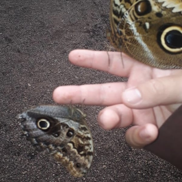 Caligo illioneus