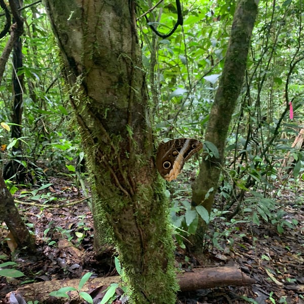Caligo atreus