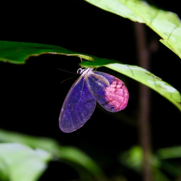 Cithaerias pireta