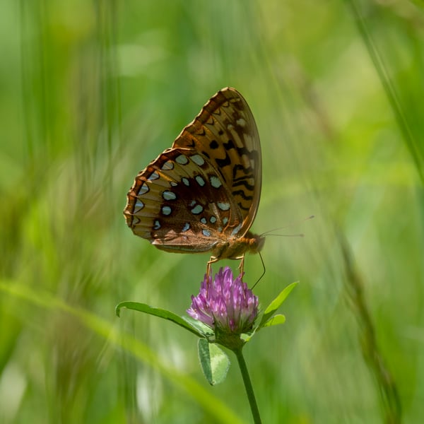 Speyeria
