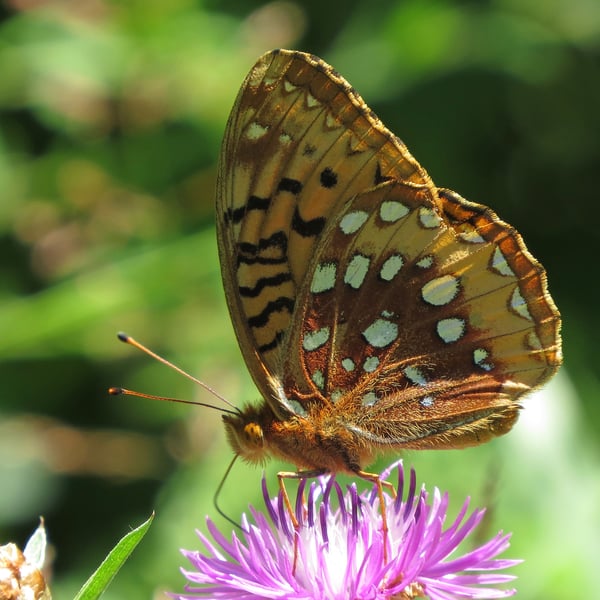 Speyeria cybele