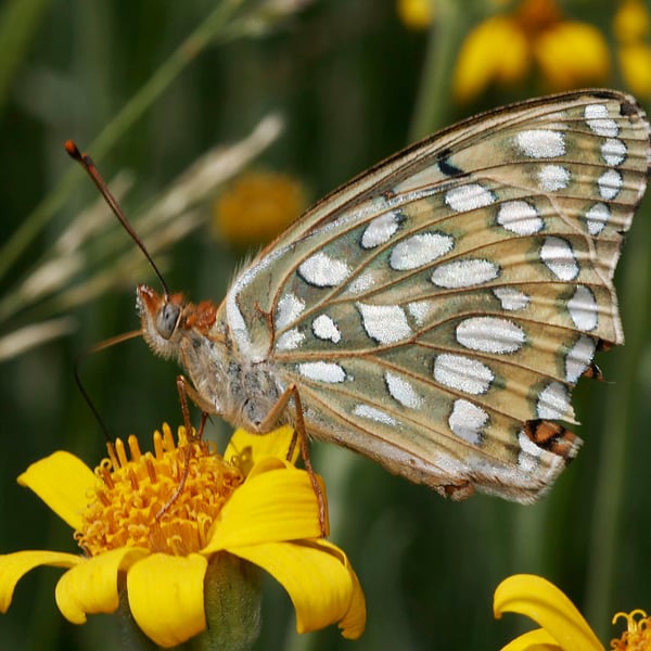 Speyeria callippe
