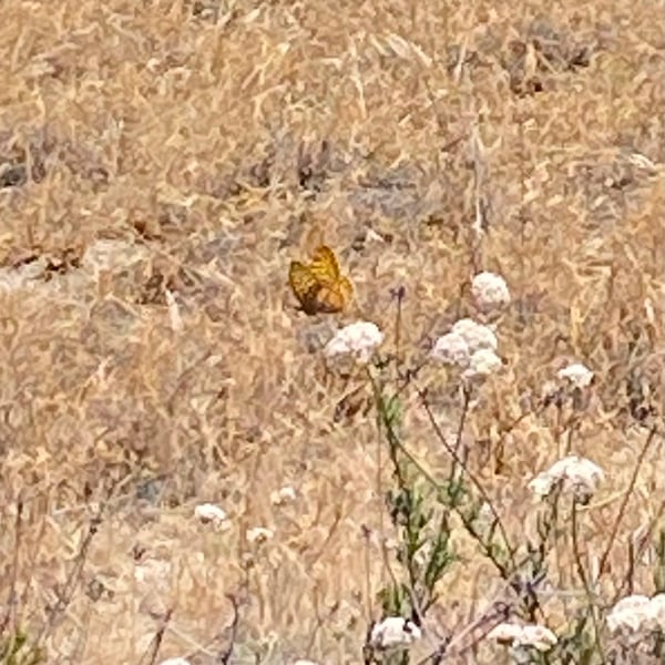 Speyeria coronis